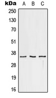 CD32c