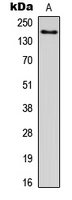 LPHN1