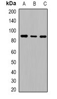 Cadherin 2