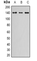 NIF1