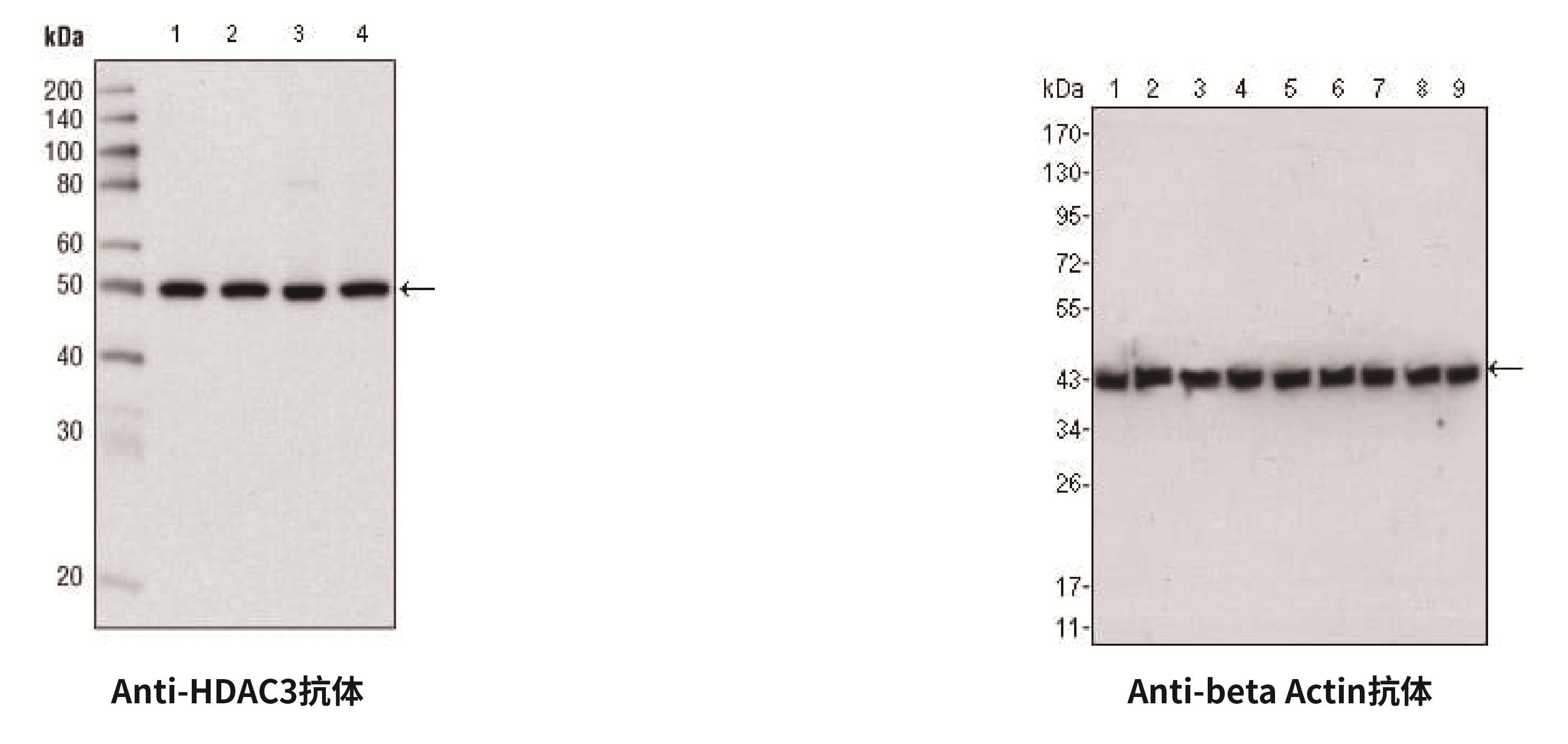 蛋白质免疫印迹服务如何保证结果准确性?