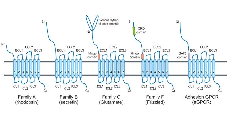 mRNA-LNP技术助力开发靶向多次跨膜蛋白抗体